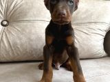 Kızıl Siyah Doberman Bebekler