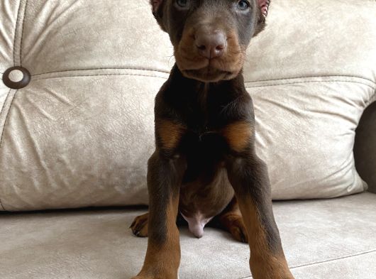 Kızıl Siyah Doberman Bebekler görsel