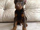 Kızıl Siyah Doberman Bebekler