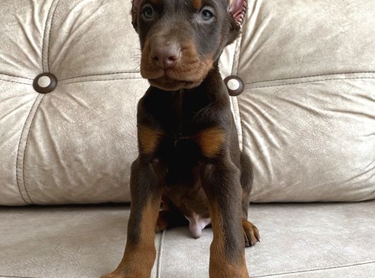 Kızıl Siyah Doberman Bebekler görsel