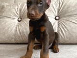 Kızıl Siyah Doberman Bebekler