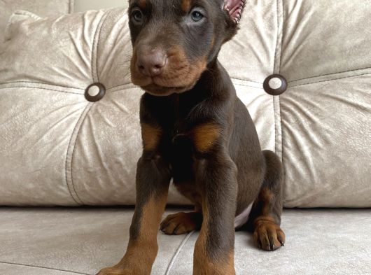 Kızıl Siyah Doberman Bebekler görsel