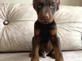 Kızıl siyah doberman bebekler