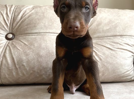 Kızıl Siyah Doberman Bebekler