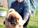 Kafkas çoban köpeği yavrumuz