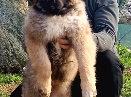 Kafkas Çoban Köpeği Yavrumuz görsel