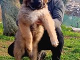 Kafkas Çoban Köpeği Yavrumuz