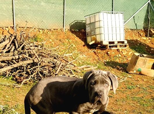 Cane Corsa Blue Yavrumuz Erkek görsel