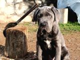 Cane Corsa blue yavrumuz erkek