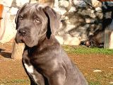 Cane Corsa Blue Yavrumuz Erkek