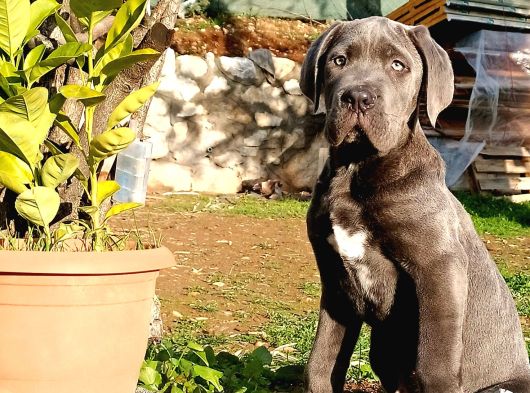 Cane Corsa Blue Yavrumuz Erkek görsel