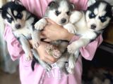 Husky Bebekler