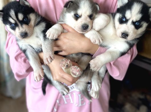 Husky Bebekler görsel