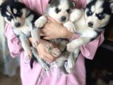 Husky Bebekler