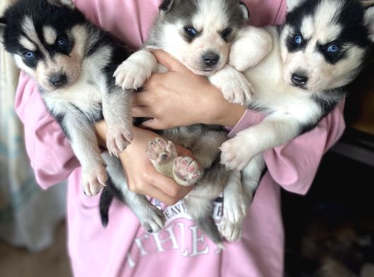 Husky Bebekler görsel
