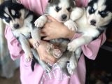 Husky bebekler