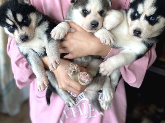 Husky bebekler