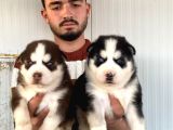 üST KALİTE HUSKY YAVRULARI