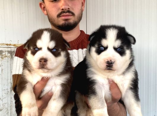 Üst Kali̇te Husky Yavrulari görsel