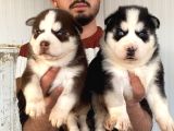 Üst Kali̇te Husky Yavrulari