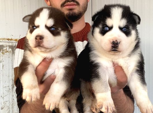 Üst Kali̇te Husky Yavrulari görsel
