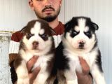 Üst Kali̇te Husky Yavrulari