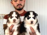 Üst Kali̇te Husky Yavrulari