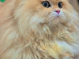 Full Scr Li Erkek Kedi
