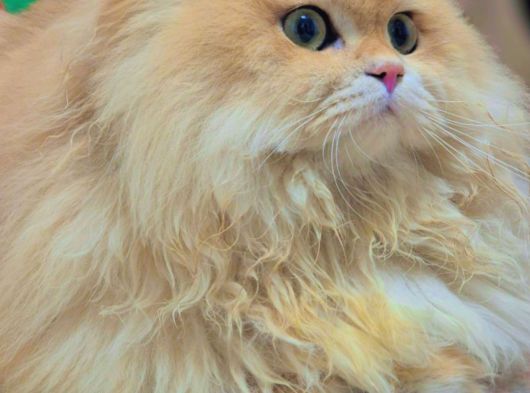 Full Scr Li Erkek Kedi görsel
