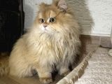 Full scr li erkek kedi