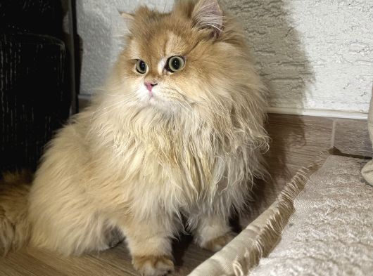 Full Scr Li Erkek Kedi
