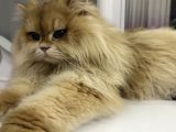 Full Scr Li Erkek Kedi