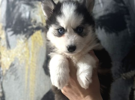 Husky Bebekler görsel
