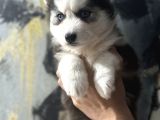 Husky bebekler
