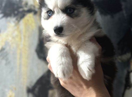 Husky bebekler