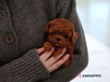 Safkan Toy Poodle Bebekler Görüntülü Arayabilirsiniz