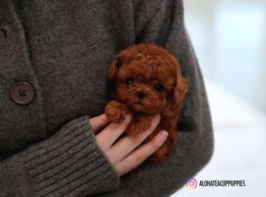 Safkan Toy Poodle Bebekler Görüntülü Arayabilirsiniz görsel