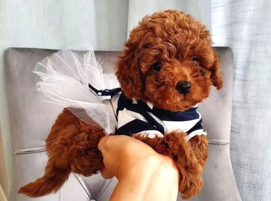 Safkan toy poodle bebekler görüntülü arayabilirsiniz