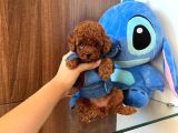 Safkan Toy Poodle Bebekler Görüntülü Arayabilirsiniz