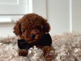 Safkan Toy Poodle Bebekler Görüntülü Arayabilirsiniz
