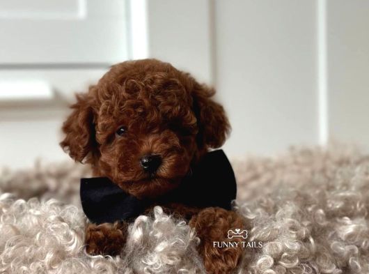 Safkan Toy Poodle Bebekler Görüntülü Arayabilirsiniz görsel