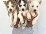 HER RENK HUSKY YAVRULAR