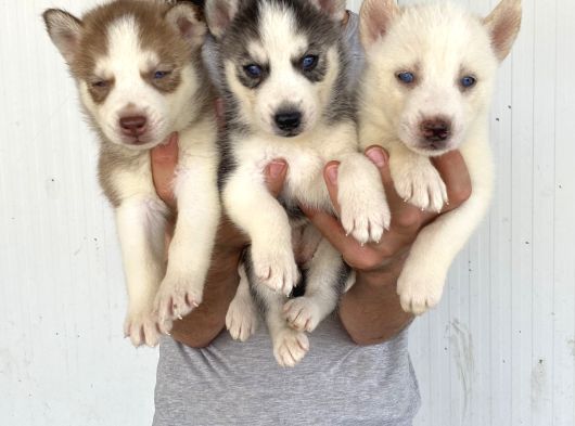 HER RENK HUSKY YAVRULAR