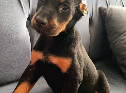 Siyah Renk Doberman Bebekler görsel