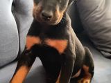 Siyah Renk Doberman Bebekler