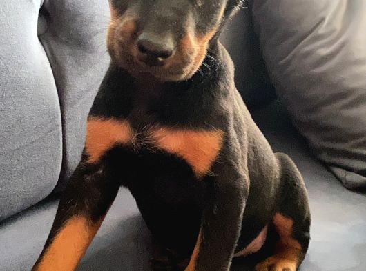 Siyah Renk Doberman Bebekler görsel