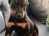Siyah Renk Doberman Bebekler