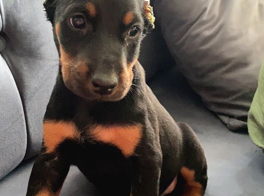 Siyah Renk Doberman Bebekler görsel