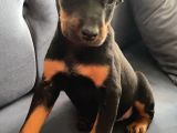 Siyah renk doberman bebekler