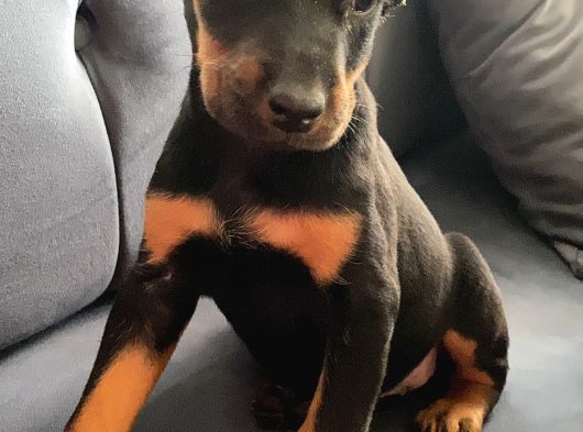 Siyah Renk Doberman Bebekler